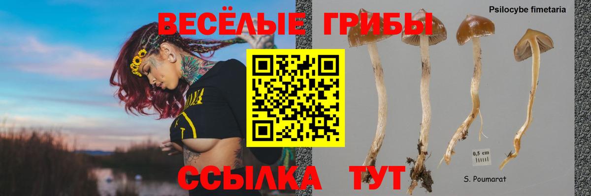 Галлюциногенные грибы Psilocybine cubensis Екатеринбург